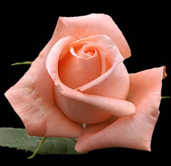 Close-up of a single peach pink rose bloom on a black background, perfect for elegant floral designs.